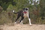 BOULEDOGUE AMERICAIN 431